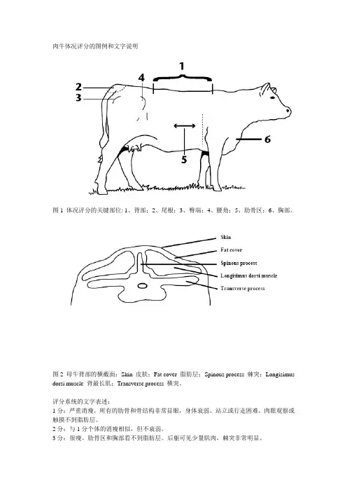肉牛体况评分的图例和文字说明
