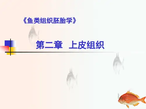 第二章 上皮组织