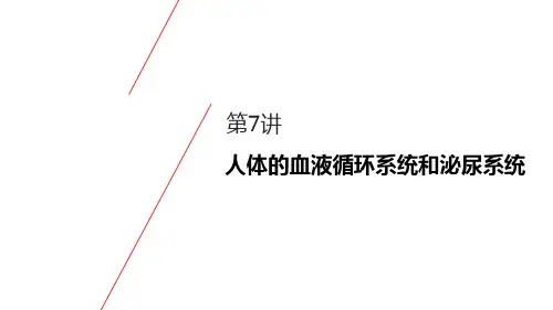 8生命科学 第7讲 人体的血液循环系统和泌尿系统
