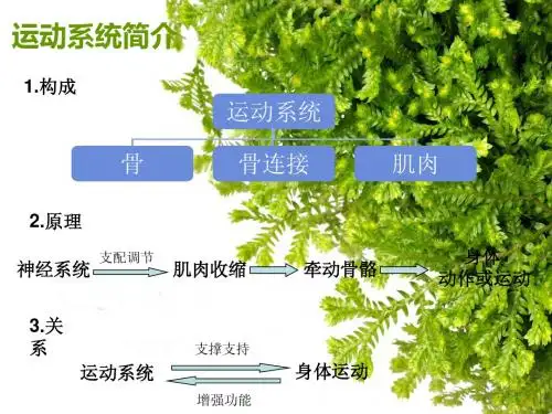 幼儿体验与教育：运动系统