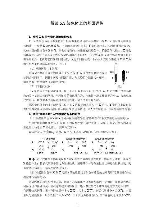 解读xy染色体上的基因遗传