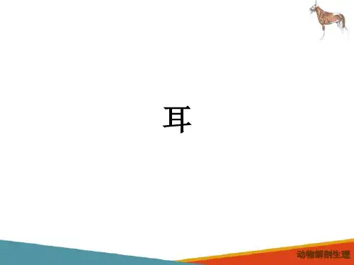 动物感觉系统—耳(动物解剖生理课件)