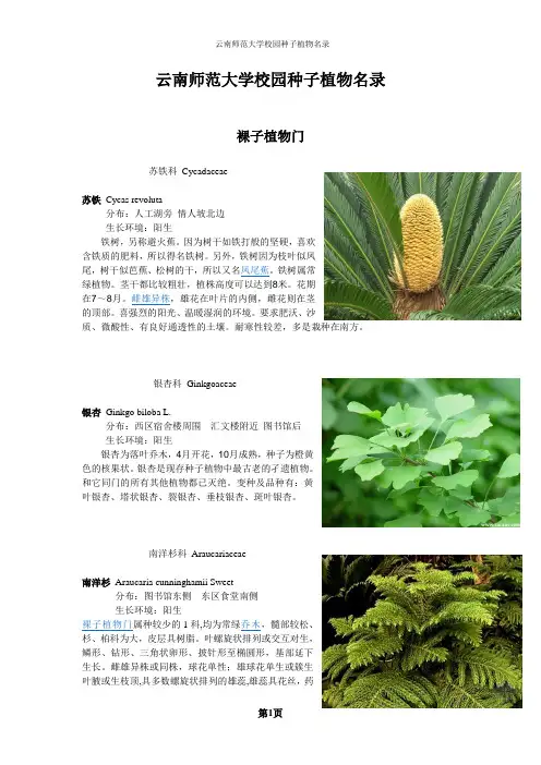 云南师范大学校园种子植物名录(有图)