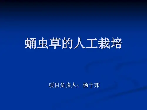 蛹虫草的人工栽培ppt
