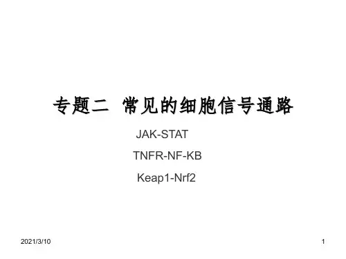 专题二   常见的细胞信号转导通路课件PPT