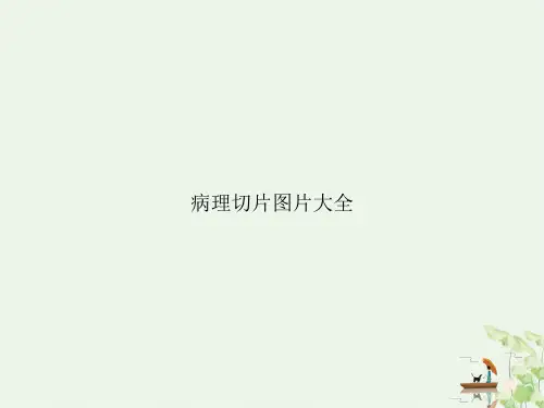 病理切片图片大全ppt课件