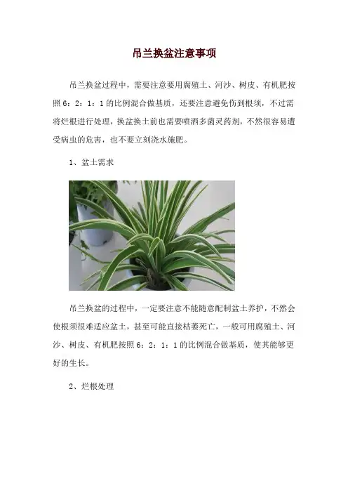 吊兰换盆注意事项