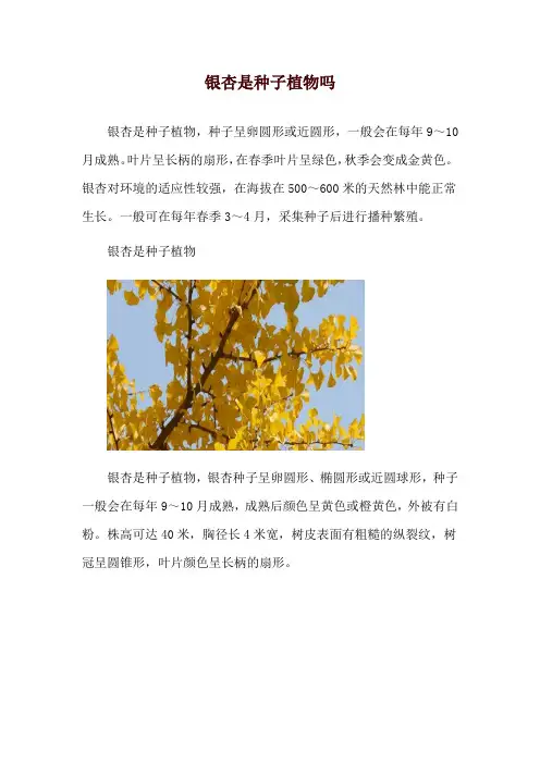 银杏是种子植物吗