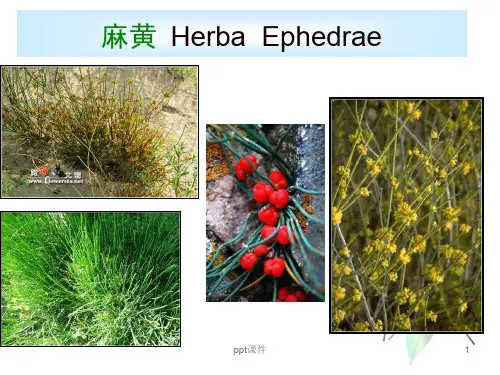 麻黄鉴别  ppt课件