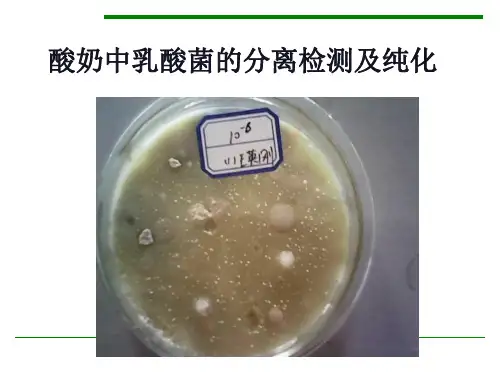 酸奶中乳酸菌的分离检测及纯化