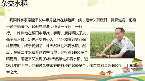 【知识解析】杂交水稻-完整版课件