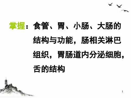 组织学与胚胎学消化管课件PPT
