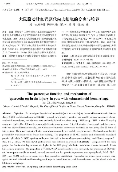 大鼠股动脉血管原代内皮细胞的分离与培养
