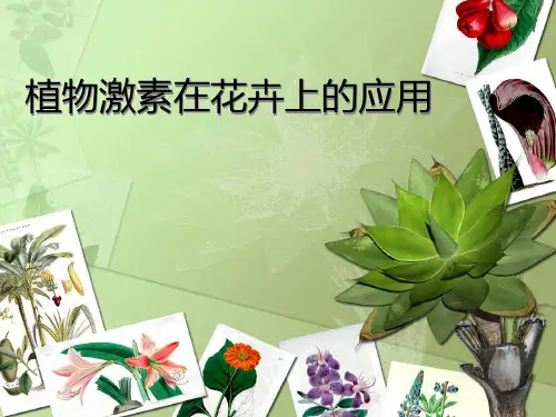 植物激素在花卉上的应用