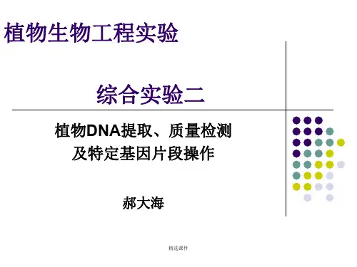 植物生物工程实验二(植物DNA的提取)演示课件.ppt