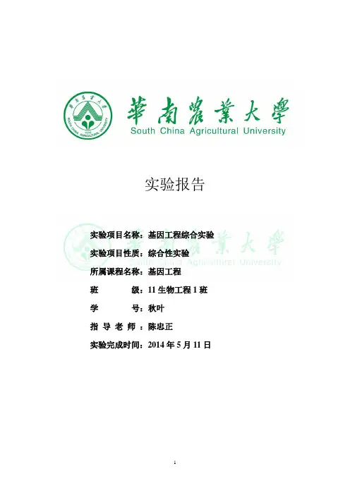 华农基因工程实验报告