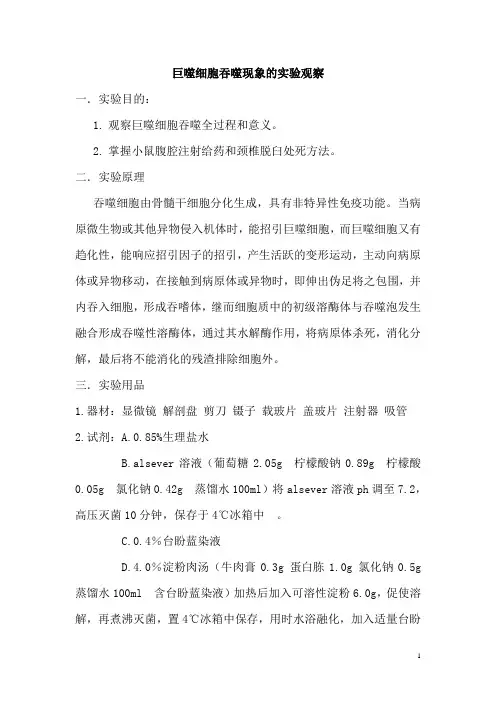 巨噬细胞吞噬现象的实验观察