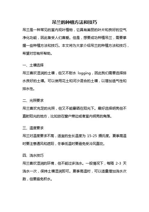 吊兰的种植方法和技巧