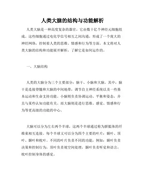 人类大脑的结构与功能解析