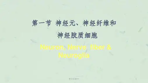 神经元、神经纤维和神经胶质细胞课件