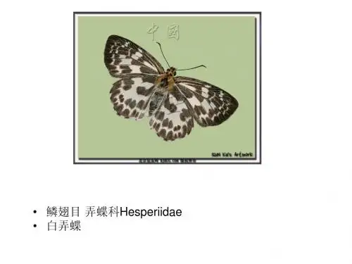昆虫图片ppt
