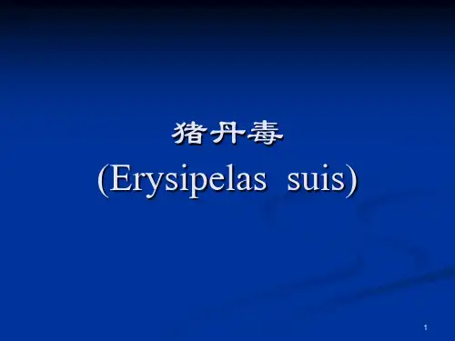 猪丹毒PPT课件