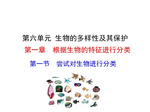 尝试对生物进行分类课件(人教版生物)