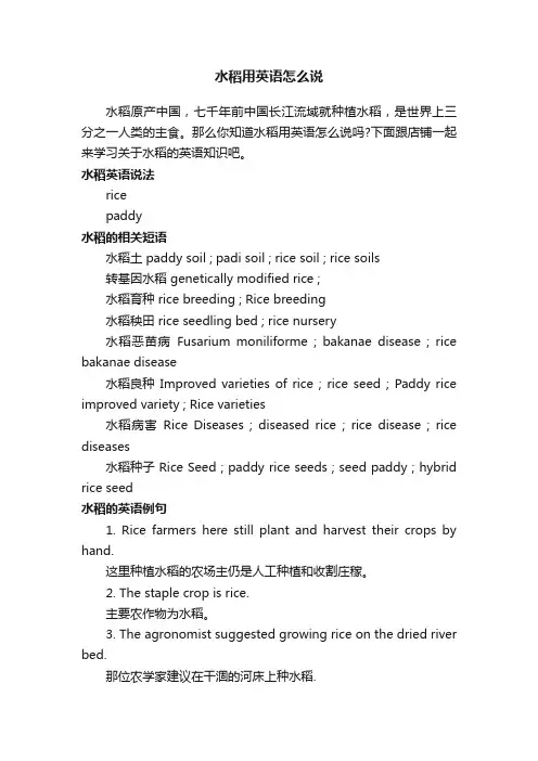 水稻用英语怎么说