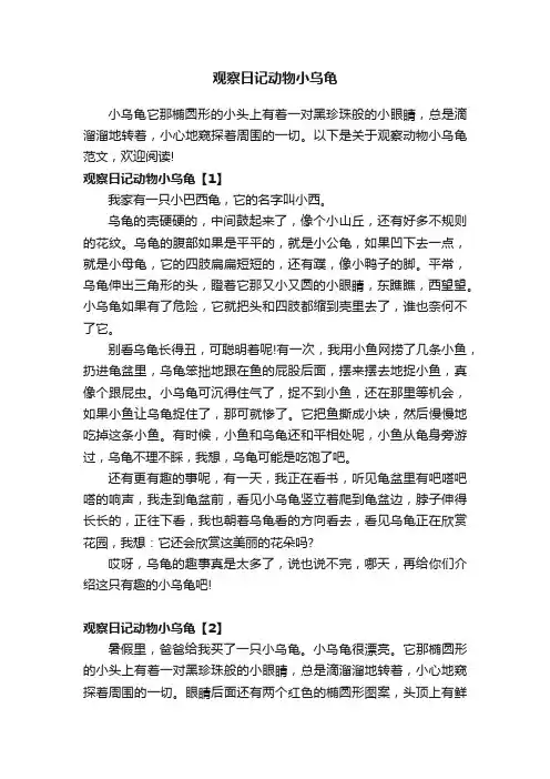 观察日记动物小乌龟