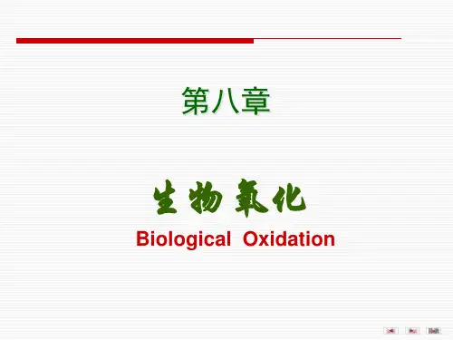 食品生物化学 第8章 生物氧化