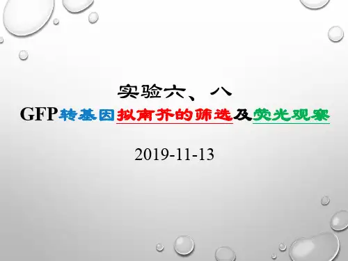 6、GFP转基因拟南芥的筛选及荧光观察