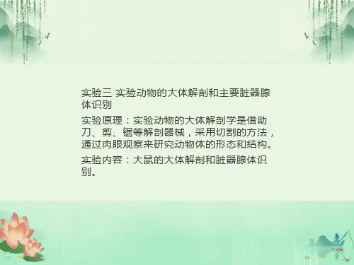 实验三实验动物的大体解剖和主要脏器腺体识别