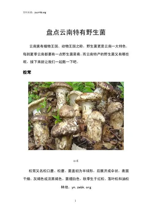 盘点云南特有野生菌