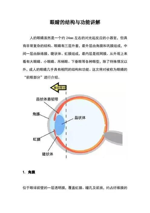 眼睛的结构与功能讲解