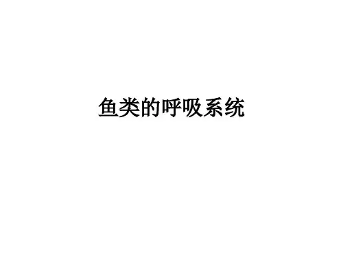 鱼类的呼吸系统