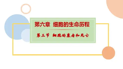细胞的衰老和死亡课件(共40张PPT)人教版必修1