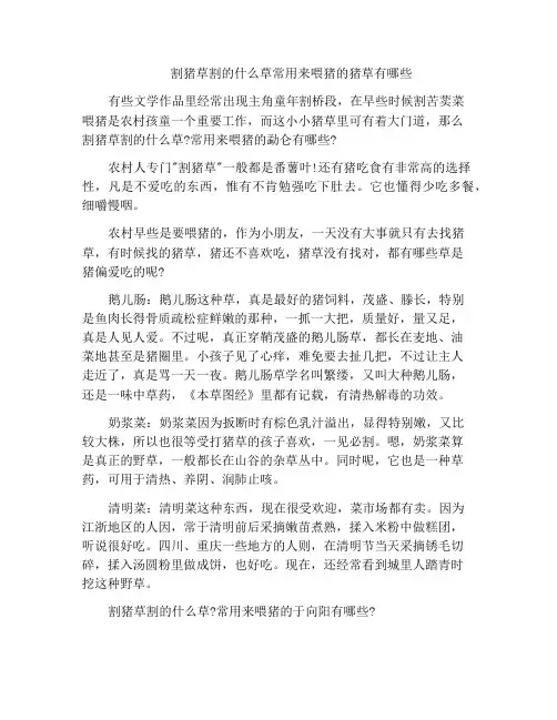 割猪草割的什么草常用来喂猪的猪草有哪些