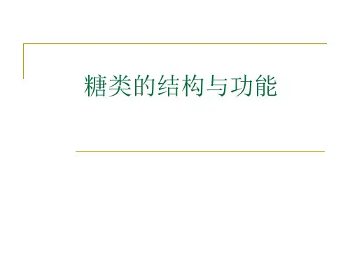 糖类的结构与功能
