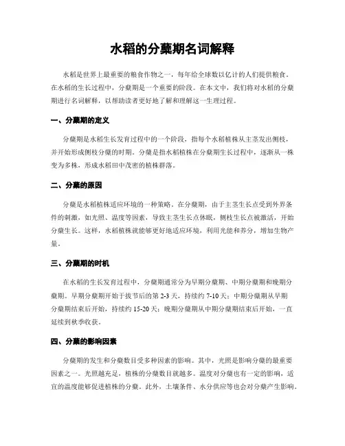 水稻的分蘖期名词解释