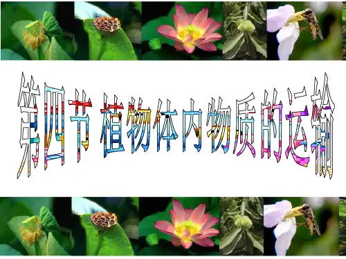 植物体内物质的运输