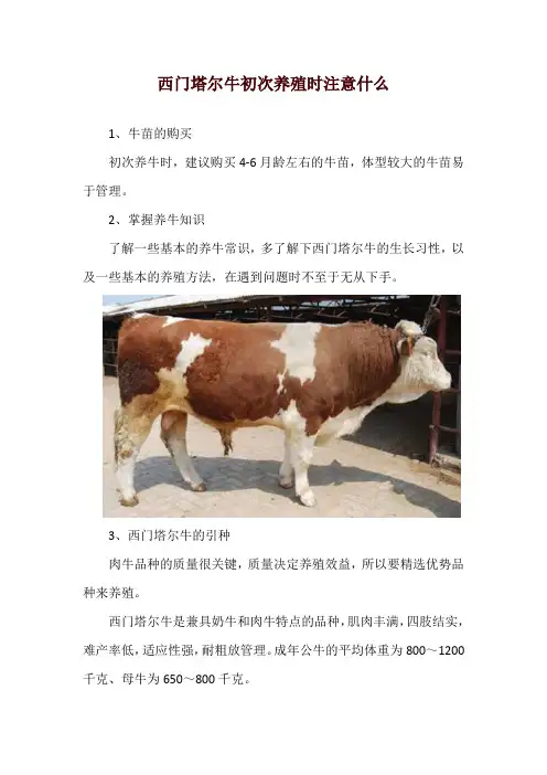 西门塔尔牛初次养殖时注意什么