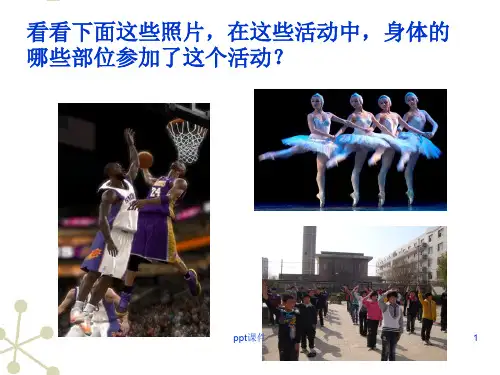 神经系统的组成  ppt课件