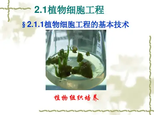 植物细胞工程基本技术 课件 (共29张PPT)
