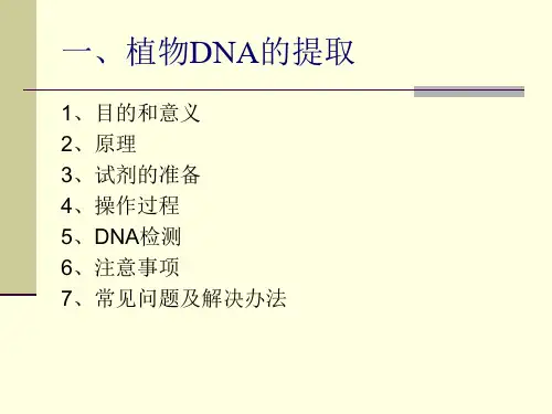 植物DNA质粒DNA的提取以及载体构建ppt课件