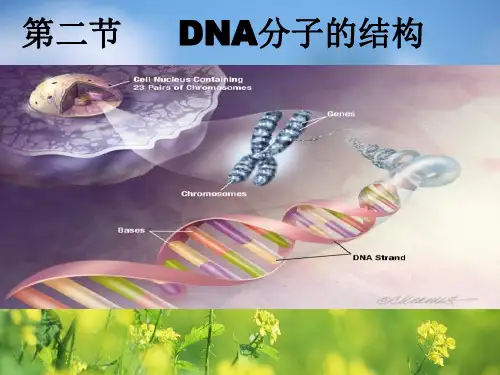 dna分子的结构PPT教学课件