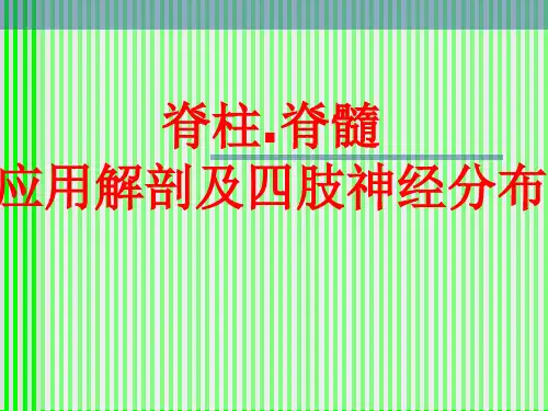 脊柱解剖与神经分布PPT课件