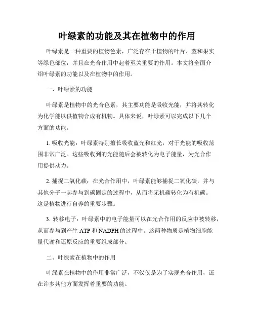 叶绿素的功能及其在植物中的作用