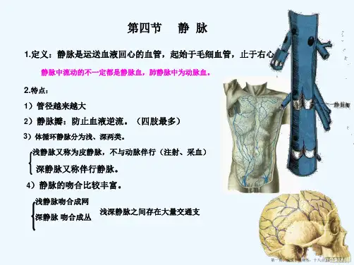 系统解剖静脉