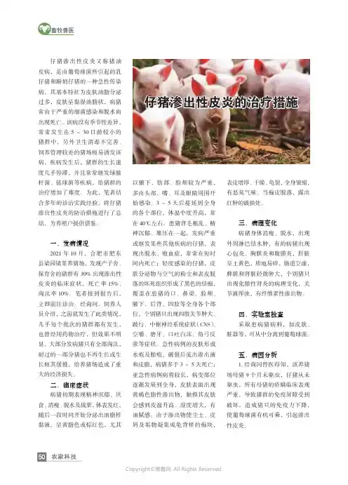 仔猪渗出性皮炎的治疗措施