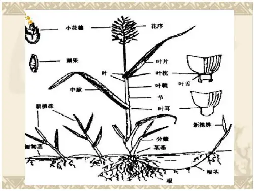 草坪学基础教学-